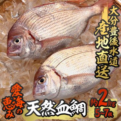 ふるさと納税 佐伯市 天然 血鯛 (約2kg・計5-7枚)