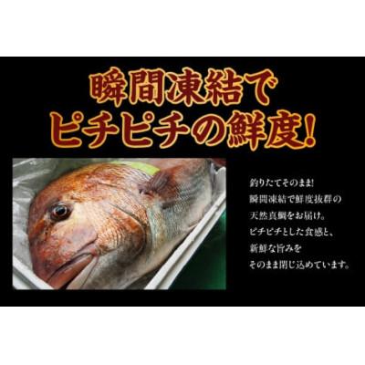 ふるさと納税 香美町 瞬間凍結 天然真鯛 切身 約1kg 冷凍 |  | 01