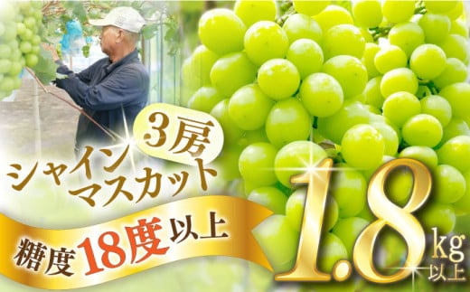 【2025年8月中旬〜発送】【数量限定】【糖度18度以上】シャインマスカット 3房 1.8kg以上 / ぶどう ブドウ 葡萄 マスカット しゃいんますかっと マスカット フルーツ 果物 マスカット ますかっと / 南島原市 / ミナサポ [SCW072]
