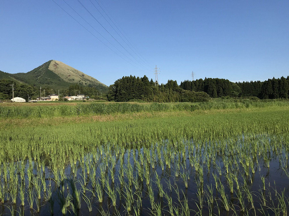【数量限定！農家から直接お届け】令和7年産特別栽培米 いのちの壱(玄米)10kg×2
