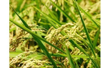 ◎令和5年産米◎四万十育ちの美味しい「特選仁井田米」香り米50％入りのお米5㎏／Bmu-65