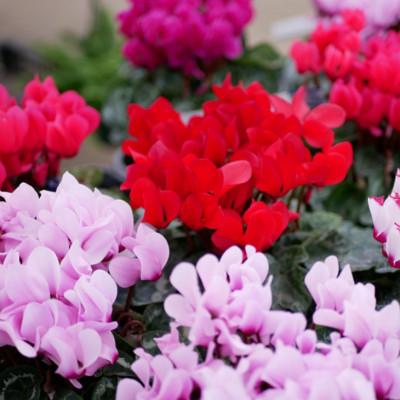 ふるさと納税 花巻市 花巻温泉バラ園で育った「シクラメン」5号鉢 <2025年11月より順次発送> |  | 02