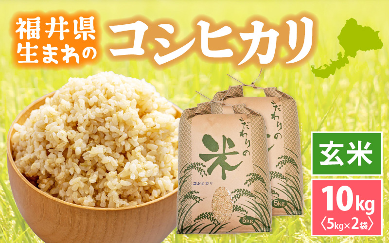 令和7年産 コシヒカリ 10kg 福井県産【玄米】【お米 こしひかり 10キロ 人気品種】 [e30-b016]
