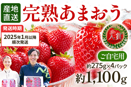 あまおう 約1,100g （先行受付／2025年1月以降順次発送予定）いちご 大粒 不揃い DX デラックス エクセレント 苺 イチゴ 福岡高級 フルーツ 土産 福岡県