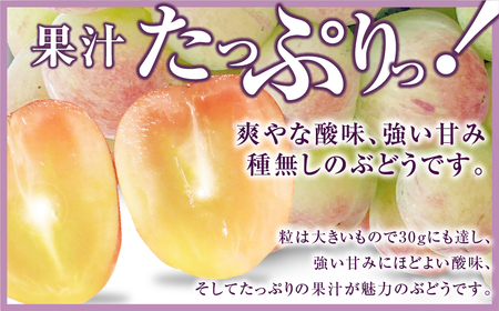【先行予約 2026年発送 】＼バイオレットキング  約1kg／ 冷蔵 高級 種無し 種なし シャインマスカット ブドウ ぶどう 果物 甘い 巨峰 希少 福島 田村市  鈴木農園