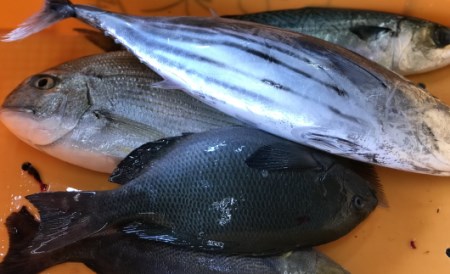 宿毛湾産　旬の地魚（2種）お造りセット(1～2人前)