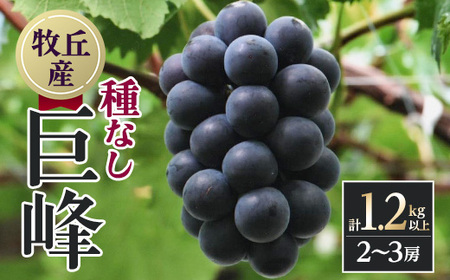 【2025年先行受付】山梨直送!!種なし巨峰　2～3房(1.2kg以上)【配送不可地域：離島・沖縄県】【1411515】