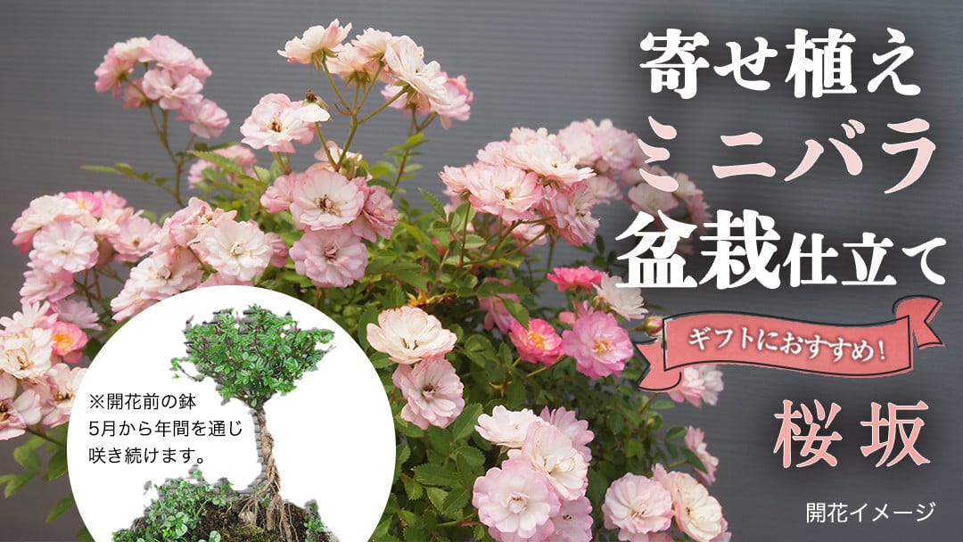
            寄せ植え ミニバラ 盆栽 風 仕立て「桜坂」 バラ 花 お花 フラワー ギフト 母の日 [BN050ci]
          