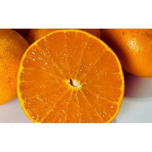【2027年3月発送】 瀬戸内 訳あり せとか 約10kg 