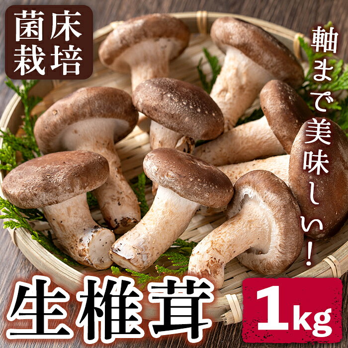 【ふるさと納税】菌床栽培！生椎茸(1kg) 国産 種子島 シイタケ しいたけ 生椎茸 生シイタケ 生しいたけ 菌床栽培【えいぜっと】