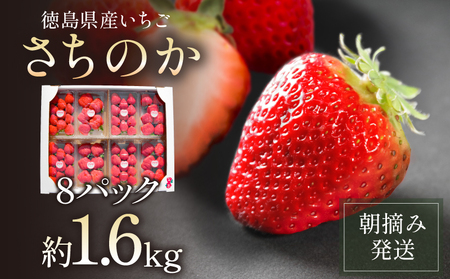 【2026年1月より順次発送】 いちご さちのか 約1.6kg (約200g×8パック) いちご