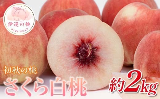 福島県産 さくら白桃 2kg 2025年9月上旬～2025年9月中旬発送 2025年出荷分 先行予約 予約 大玉 固め 白桃 伊達の桃 桃 もも モモ 果物 くだもの フルーツ 国産 食品 F20C-636