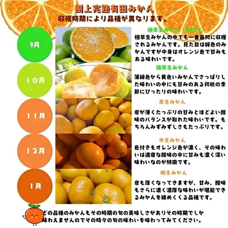【11月発送】有田育ちの完熟有田みかん 家庭用 サイズ混合(2S～2L)　約5.2kg(5kg+200g)【ard186D-11】