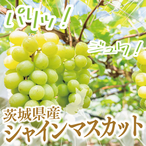 【先行予約】【数量限定】【2025年９月上旬～10月中旬発送】シャインマスカット家庭用約２kg（３～５房）【茨城県共通返礼品/石岡市】（MF-9）