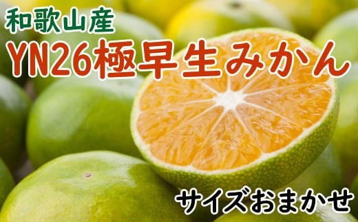 
            【産直】YN26極早生みかん約5kg（2S～Mサイズおまかせ）【2025年9月中旬~11月上旬頃より順次発送】【TM13】
          