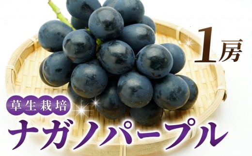 
                  ナガノパープル 1房（約350〜400ｇ） ※2026年8月中旬以降順次発送
                