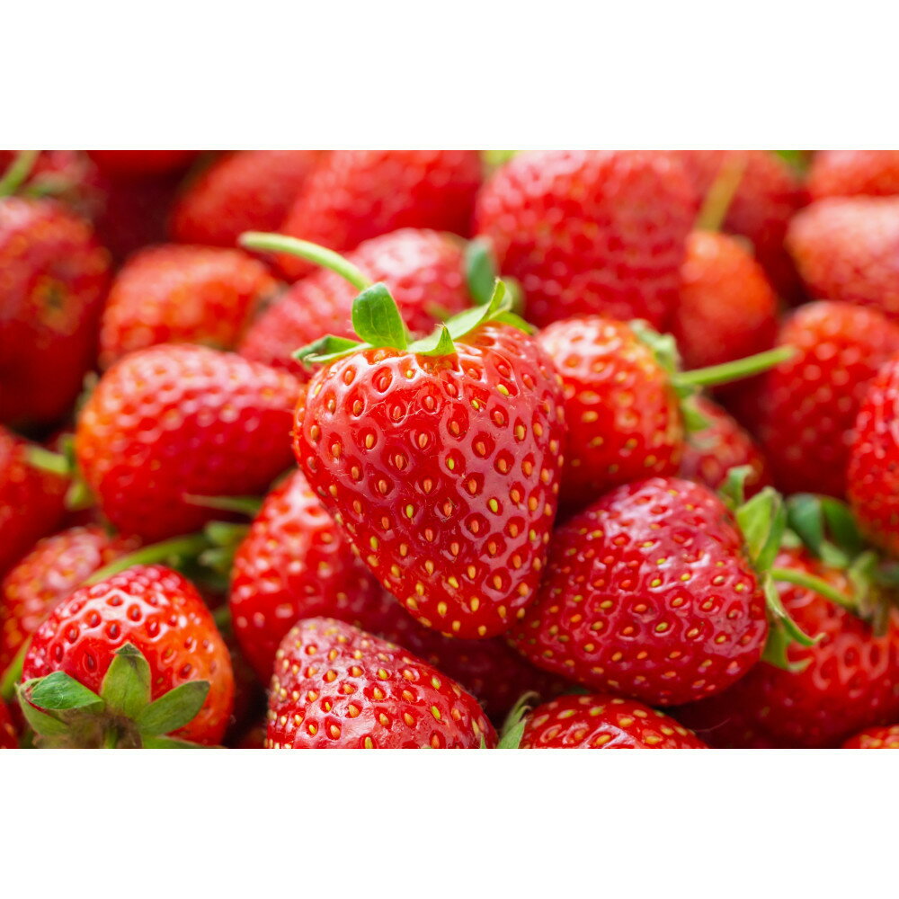 【ふるさと納税】こだわり栽培　いちご　【食べ比べ】　おいCベリー（1pac) x　ゆめのか(1pac)【2025年12月～2026年4月末までお届け】