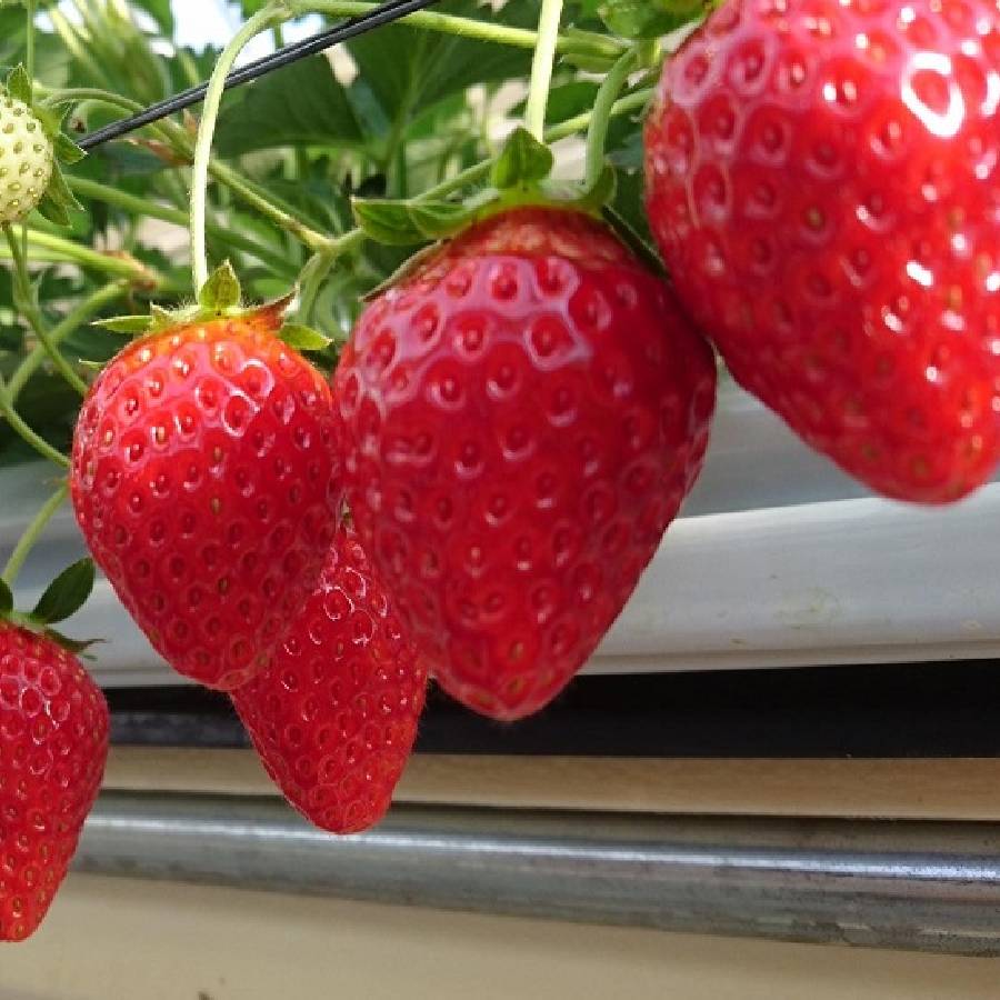 いちご(とちおとめ)４パック（Ｍ0082）