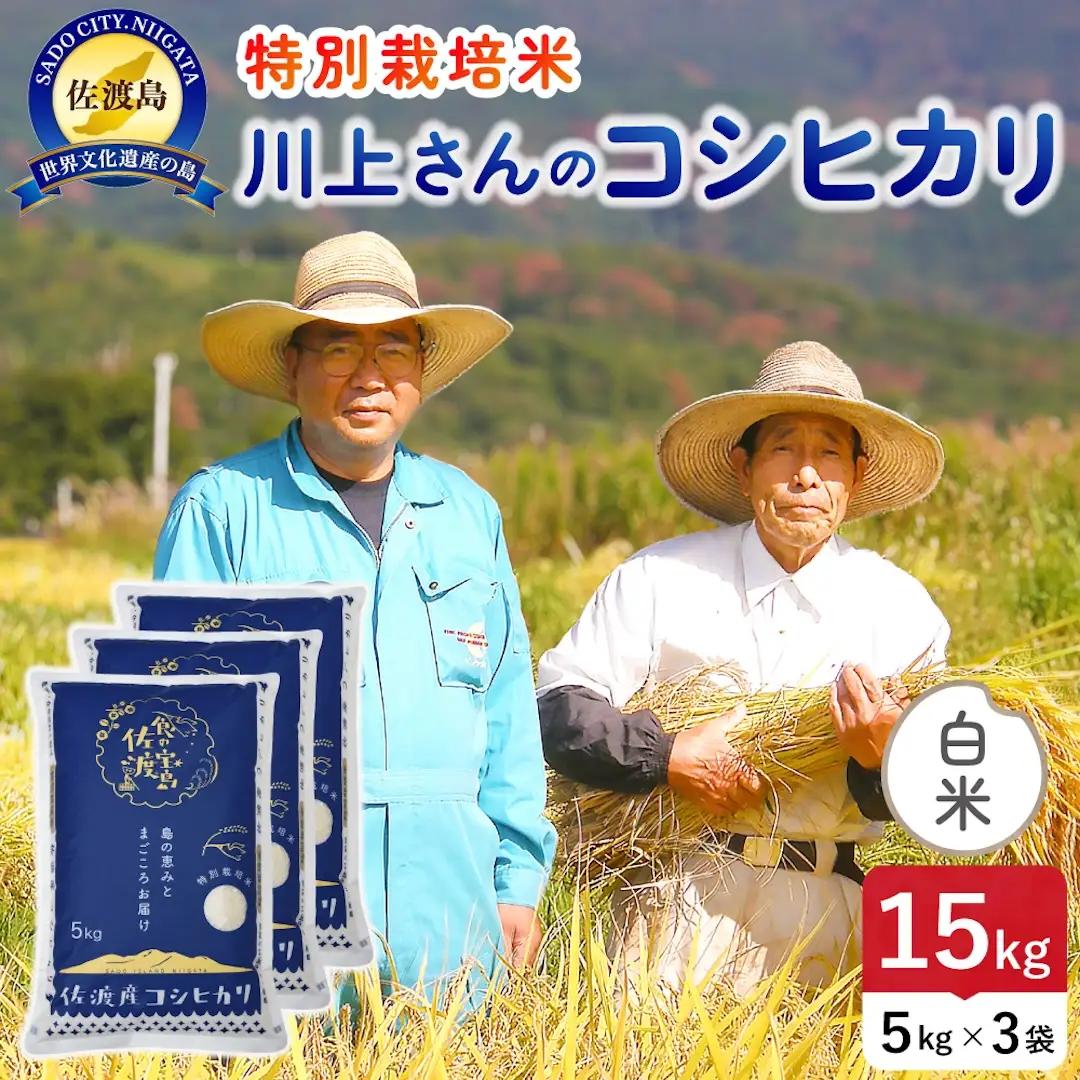 令和8年産 佐渡島産川上さんのコシヒカリ 白米15kg 特別栽培米 195962-111502