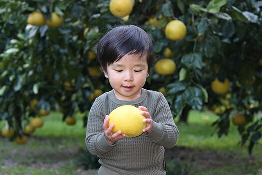 【ふるさと納税】 小野果樹園 文旦 家庭用 5kg 柑橘 果物 フルーツ みかん 贈答 ギフト 贈り物 プレゼント お歳暮 お中元 お取り寄せ 国産 高知県産 特産品 旬 季節 冬 甘い 酸味 爽やか 健康 ビタミンC 果汁 皮 美容 ダイエット 新鮮 産地直送 宿毛市 高知県 8000円