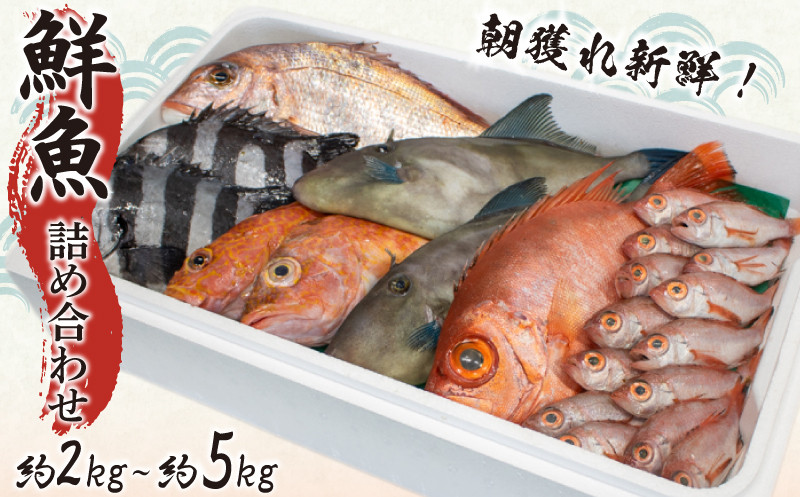 
            鮮魚 ボックス 約 2kg 3kg 5kg 詰め合わせ 冷蔵 ( 魚 魚介 鯛 アジ サバ イワシ ノドグロ アンコウ 刺身 煮付け 焼き魚 朝獲れ 新鮮 天然 選べる 容量 おまかせ お楽しみ 旬 春 夏 秋 冬 歳暮 年末年始 ) 下関 山口
          