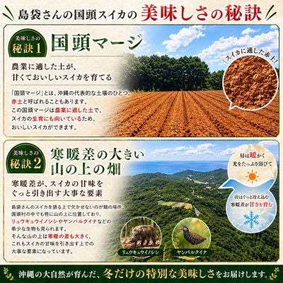 【2027年2月中旬から順次発送】島袋さんの冬スイカ 1玉(3.5～4.5kg)【配送不可地域：離島】