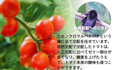 モリヒロ園芸が育てたじょんならんトマト（スティックボックス入り）
