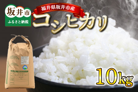 【令和6年産・新米】 福井県坂井市産 コシヒカリ 10kg 【米 こめ こしひかり ブランド米 10キロ ふるさと納税米 産地直送】 [A-12628]