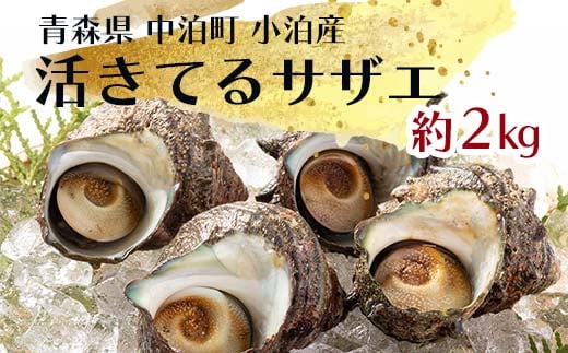 
活きてるサザエ 約2kg 【卓立水産】 天然 貝 つぶ さざえ 栄螺 つぼ焼き 海鮮 魚介 魚貝 海産 刺身 BBQ バーベキュー 生 中泊町 青森 F6N-094
