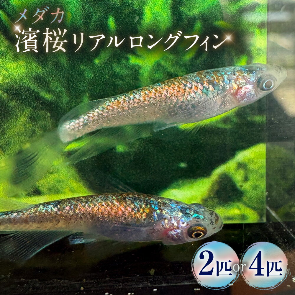 【ふるさと納税】＜選べる匹数＞メダカ【濱桜リアルロングフィン】 1ペア 2匹 / 2ペア 4匹 生体 メダカ めだか 観賞魚 さかな 魚 飼育 ペット 山梨県 中央市 送料無料