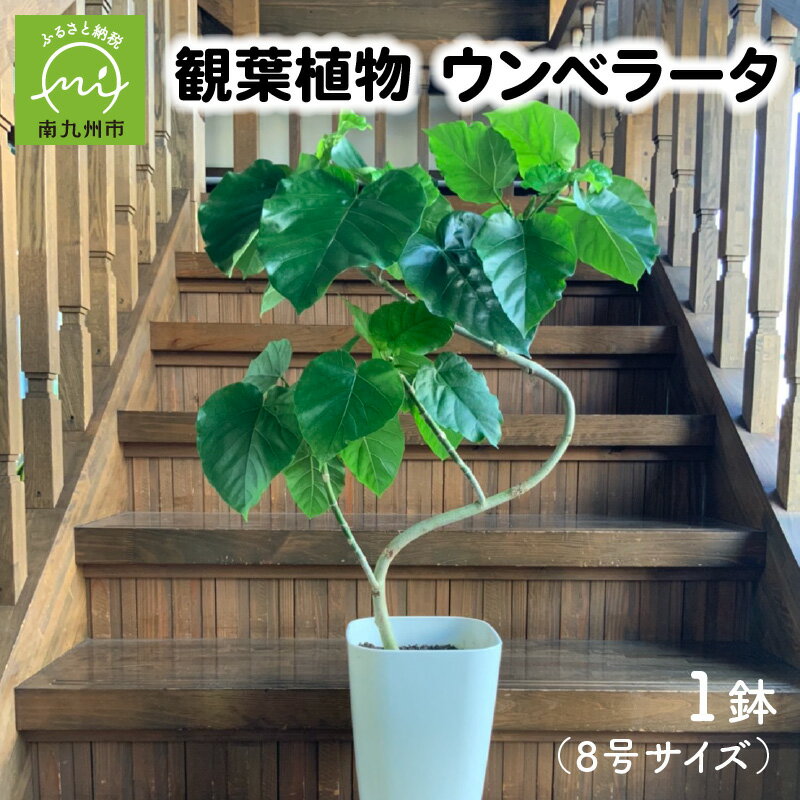 【ふるさと納税】観葉植物 ウンベラータ 8号 サイズ 1鉢 鉢植え インテリア 育て方 マニュアル付き ハート型 大きな葉 存在感 グリーン 美しい 清涼感 植物 園芸 室内 オフィス リラックス おしゃれ 鹿児島県 南九州市 お取り寄せ 送料無料