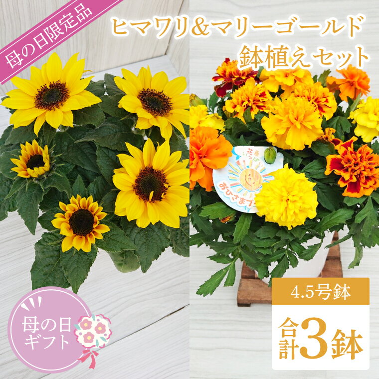 【ふるさと納税】【母の日ギフト】ヒマワリとマリーゴールドの鉢植え　計3鉢入り｜ひまわり ヒマワリ マリーゴールド 花 お花 鉢植え 母の日 母の日ギフト ギフト 贈り物 プレゼント 茨城県 行方市(EH-14)