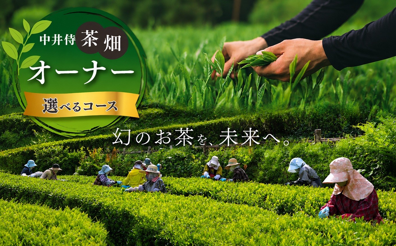 
                  【定期便】「 未来の子供たちにこの美しい風景を残したい！」中井侍の茶畑オーナー 【選べる回数】Aコース（4回お届け）or Bコース（2回お届け）｜お茶 茶葉 日本茶 緑茶 国産 手摘み 幻のお茶 浅蒸し茶 中井侍銘茶 秘境 長野県 南信州 天龍村
                