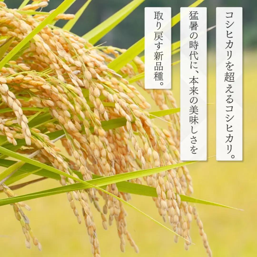 新大コシヒカリ パックご飯 180g×10個 たかの | パックご飯