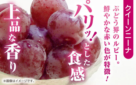 訳あり 紅白ぶどう2種（シャインマスカット＆クイーンニーナ）食べ比べ 切り落とし 計約1kg  【合同会社 社方園】[ZBZ041]