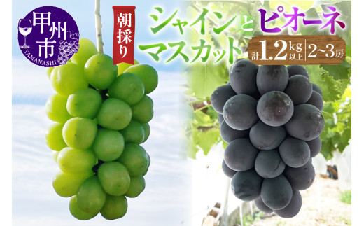 【農家直送】【クール便でお届け】ピオーネ・シャインマスカット詰合せセット 1.2kg以上（2～3房入）【2026年発送】（ABE）B12-902【ピオーネ シャインマスカット ぶどう 葡萄 ブドウ 令和8年発送 山梨県産 甲州市 フルーツ 果物】