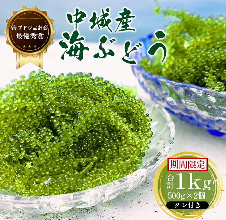 【ふるさと納税】【2025年4月中旬以降発送予定】海ぶどう（500g×2個セット）タレ付き 期間限定 新鮮 厳選 贈答品 朝採れ 直送 ご当地グルメ 沖縄県産 中城村産 特産品 海の幸 ヘルシー 低カロリー 美容 人気 海鮮丼 サラダ ミネラル 鉄分 季節限定 贅沢