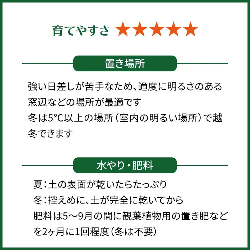 キラキラ輝く砂漠の宝石 『ハオルチア・オブツーサ』 糸島市 / cocoha&nbsp;観葉植物 グリーン 緑 インテリア[AWB043]