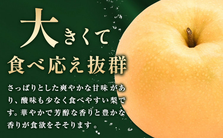 【先行予約】梨 岡山県産 新高梨 約3kg ( 4~6玉 ) 株式会社藍《9月下旬-10月下旬頃出荷》 岡山県 浅口市 岡山県産 なし フルーツ 果物 くだもの ナシ 大玉 新高 送料無料【配送不可地