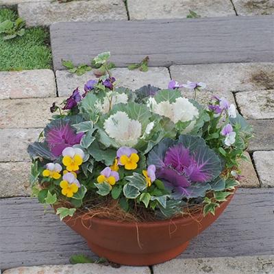 ふるさと納税 朝倉市 まるでお花のケーキ!葉ボタンの寄せ植え |  | 01
