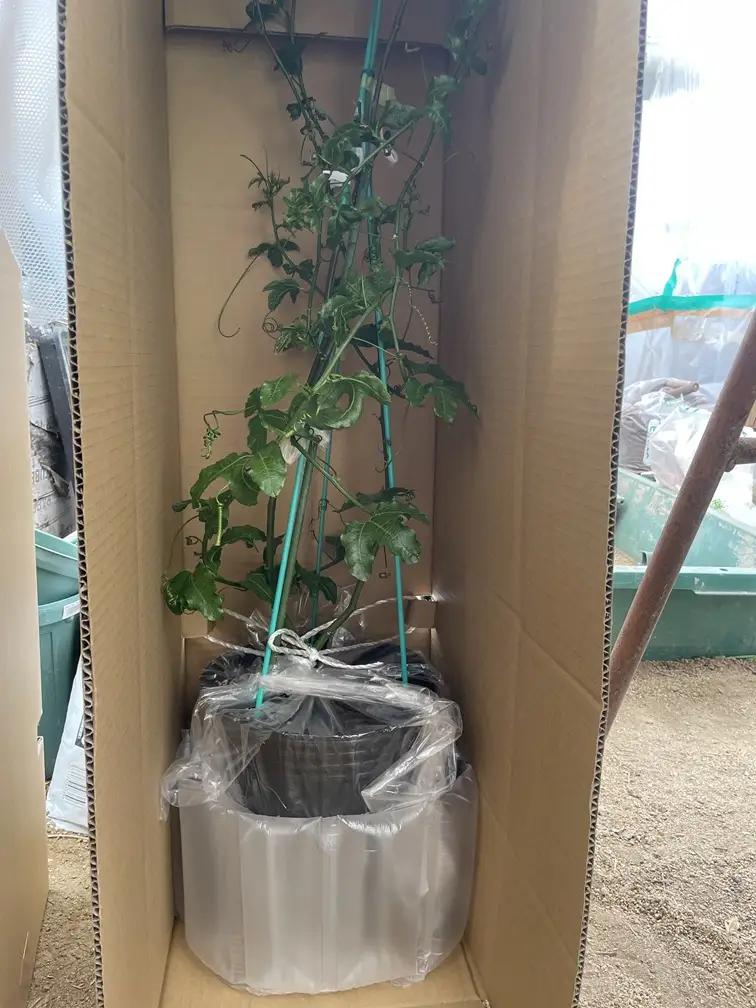 【先行予約】上郡町産 パッションフルーツの苗木 | パッションフルーツ 植物 南国 ガーデニング 完熟 兵庫県 上郡町