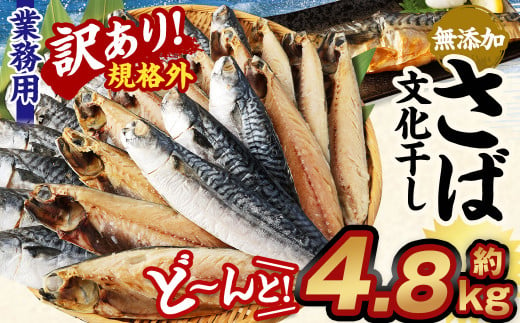 
【訳あり規格外】 業務用 無添加 さば文化干し どーんと! 4.8kg 鯖 さば 干物 魚
