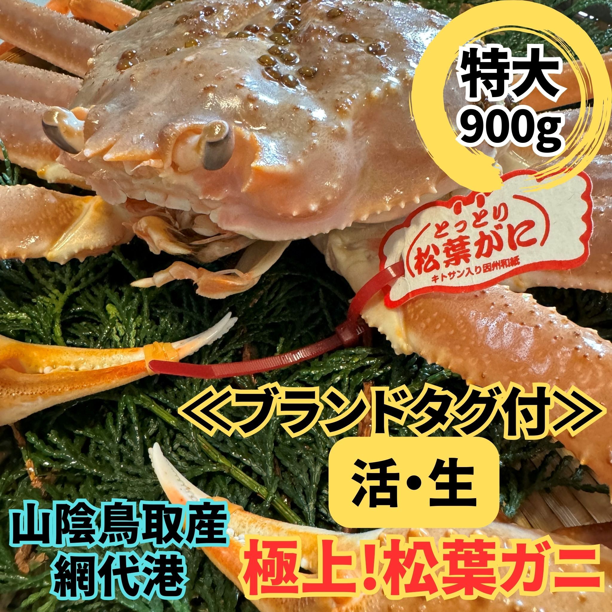 【ふるさと納税】ブランドタグ付 活！松葉ガニ(特大)900g 1枚 鳥取網代港 岩美 松葉がに ずわいがに かに ※お届けは2026年11月中旬～【さかなや新鮮組】【22095】