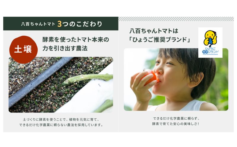 【国産トマト果肉90%使用！】トマト農家の本格パスタソース ガーリック味 340g 3本セット｜国産 姫路市産 完熟八百ちゃんトマト 万能調味料