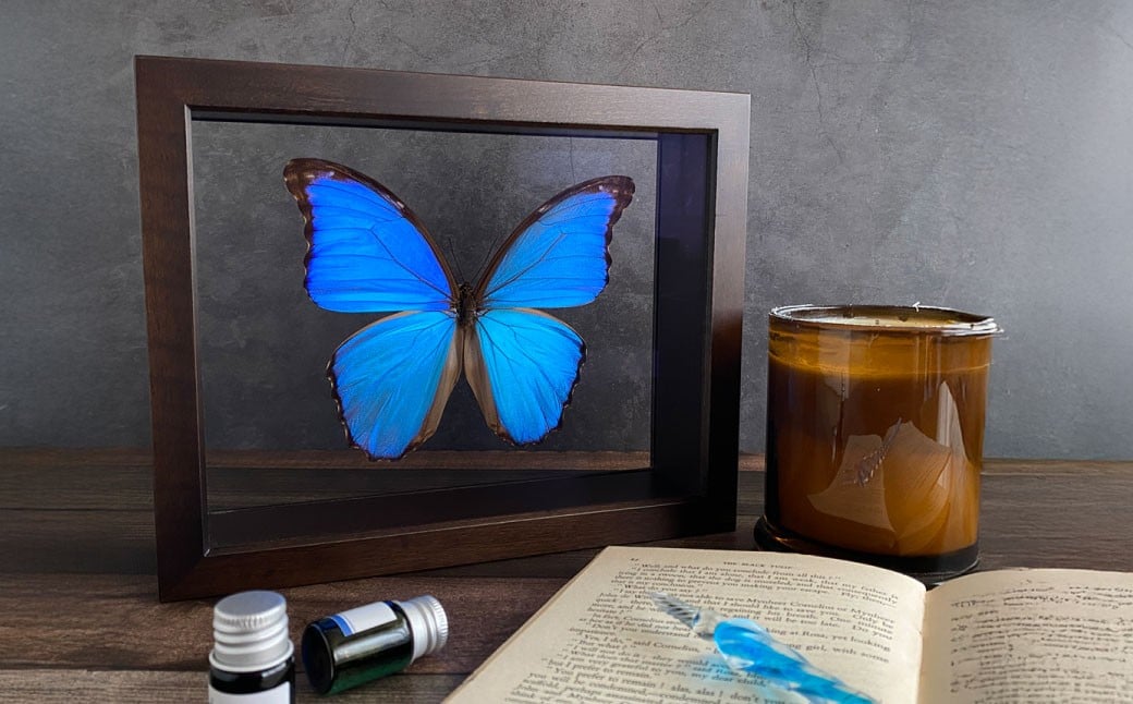 
            昆虫標本 Flying Morpho Butterfly（空を翔ぶ宝石） モルフォ蝶 ／ 標本箱 箱 ケース 標本 蝶 蝶々 インテリア オブジェ
          