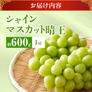 ぶどう 2026年 先行受付 シャインマスカット 晴王 秀品 約600g 1房 岡山
