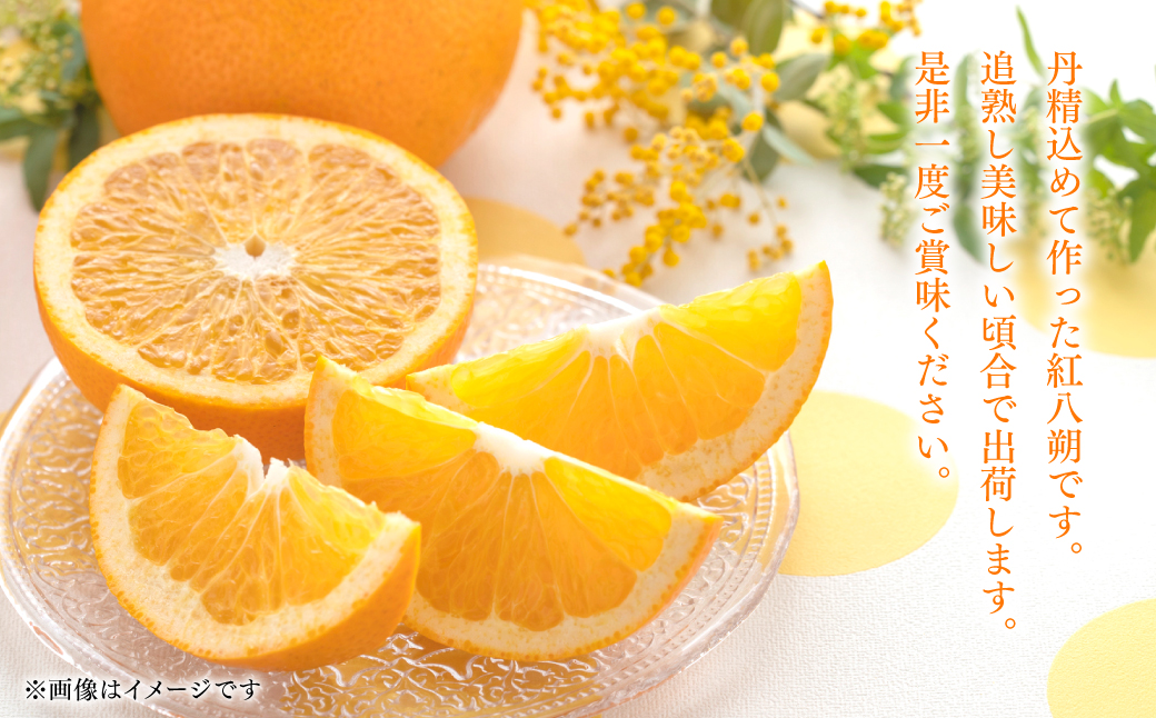 【先行予約】 ＜訳あり＞ 紅八朔 ご家庭用 約10kg 柑橘 かんきつ 果物 くだもの フルーツ べにはっさく 熊本県 八代市 【2026年2月上旬より順次発送】