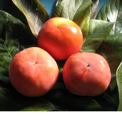 ふるさと納税 三豊市 早生富有柿　約7.5kg |  | 01