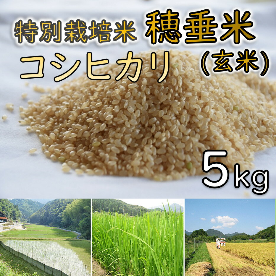 【ふるさと納税】米 玄米 特別栽培米 穂垂米　「コシヒカリ」5kg (1025)