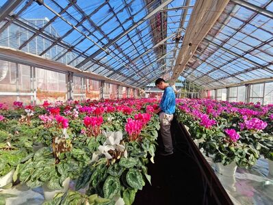 大倉花園のシクラメン（7号）｜秦野の花 クリスマス 観葉植物 シクラメン